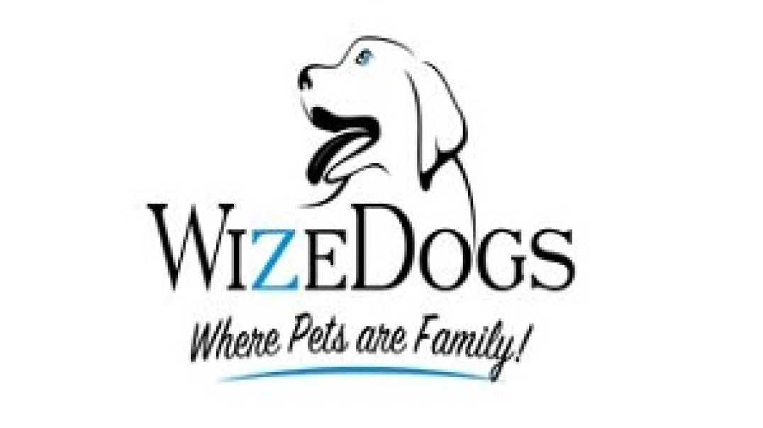 WizeDogs Labrador Retriever Breeders and Positive Dog Training Academy in Surprise, AZ