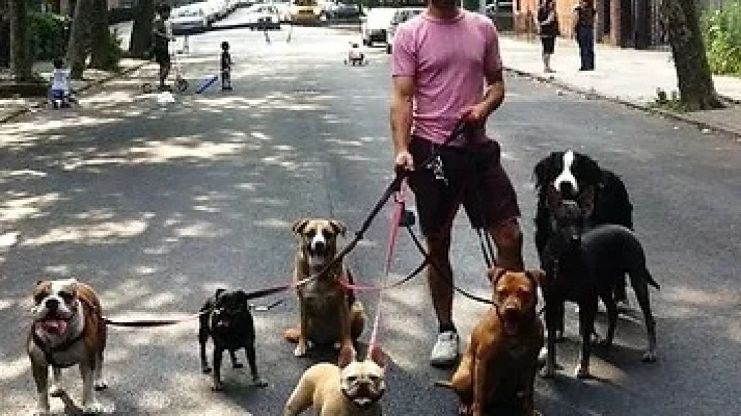 GoDog : #1 Dog Walking Company in Brooklyn | 11232