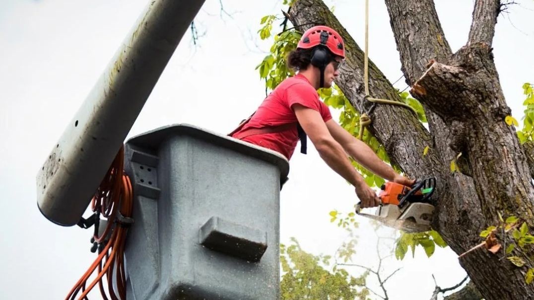 Timber Cuts Tree Service : #1 Tree Trimming in Kaysville, UT | (801) 335-9650